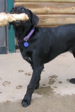 gooddog3