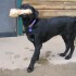 gooddog3