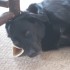 gooddog4